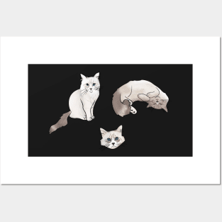 Ragdoll Cat Drawing Set Posters and Art